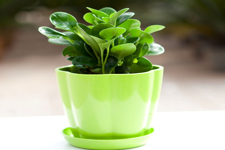 豆瓣绿施什么肥最好