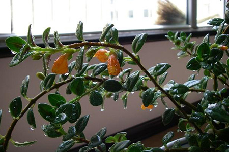 金鱼吊兰怎么种植爆盆