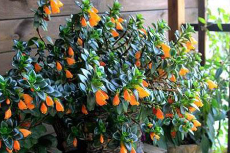 金鱼吊兰怎么种植爆盆