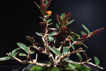 金鱼吊兰怎么种植爆盆