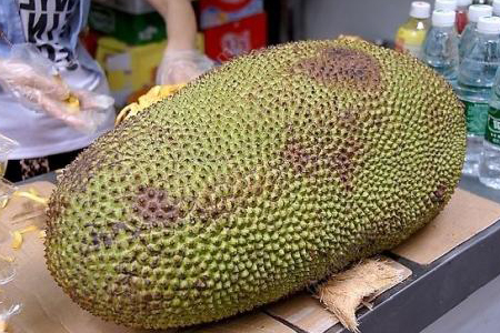 菠萝蜜怎么催熟快，怎么判断熟没熟？