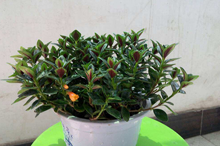 金鱼吊兰花苞干掉枯萎解决办法