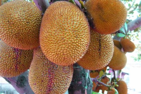 菠萝蜜怎么催熟快，怎么判断熟没熟？