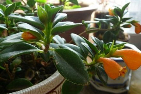 金鱼吊兰花苞干掉枯萎解决办法