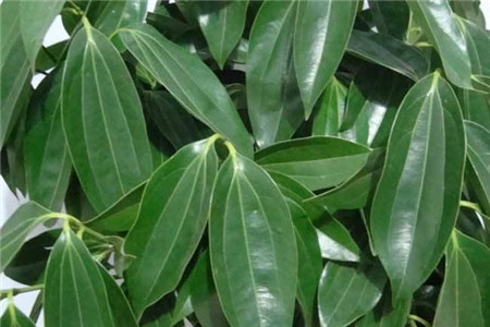 平安树叶子发黄掉落，不用慌，告诉你1招就变绿！