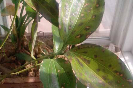 平安树叶子发黄掉落，不用慌，告诉你1招就变绿！