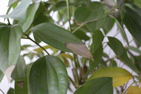 平安树叶子发黄掉落，不用慌，告诉你1招就变绿！