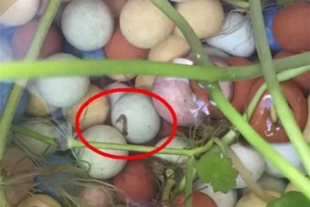 水培植物长虫子解决办法?别慌,一招解决!