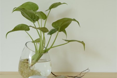 水培植物长虫子解决办法?别慌,一招解决!