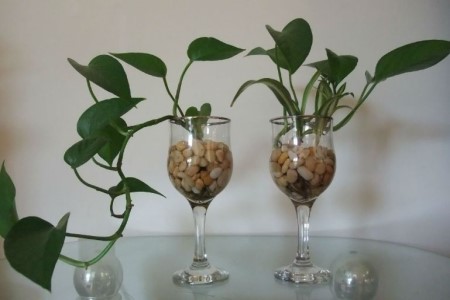 水培植物长虫子解决办法?别慌,一招解决!