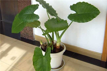 滴水观音的养殖办法:用什么土、浇水、施肥和光照