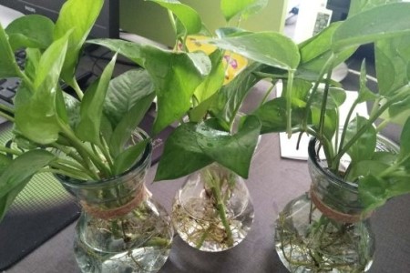 水培植物怎么杀虫子?达人分享几个小妙招,轻松处理好!