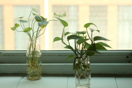 水培植物怎么杀虫子?达人分享几个小妙招,轻松处理好!