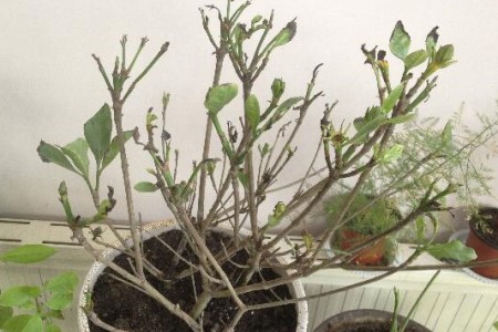 栀子花的剪枝办法和时间