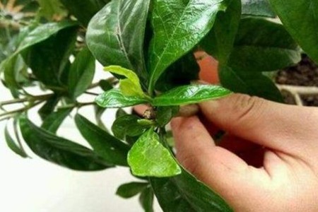 栀子花的剪枝办法和时间