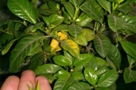 栀子花的剪枝办法和时间