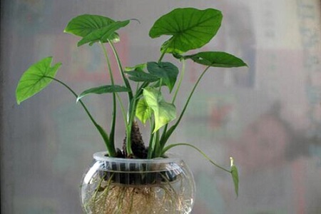 滴水观音有毒吗，能放在卧室吗？