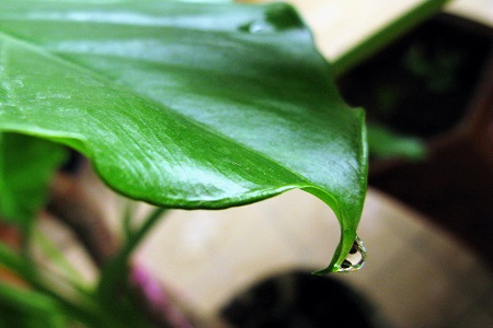 滴水观音有毒吗，能放在卧室吗？