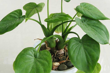 滴水观音有毒吗，能放在卧室吗？