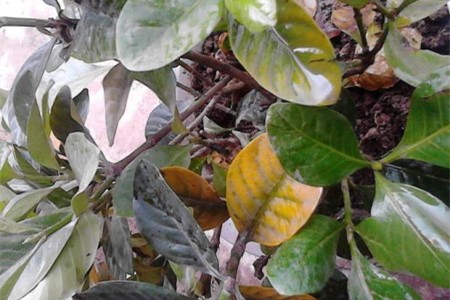 小叶栀子花几月修剪（附修剪图解）