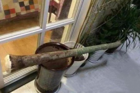 发财树锯断会生根吗，怎么发芽？