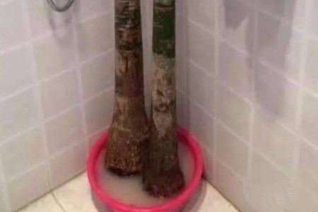 发财树锯断会生根吗，怎么发芽？