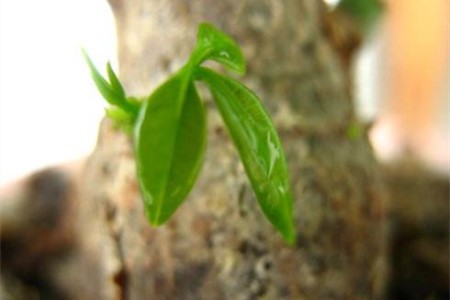 发财树锯断会生根吗，怎么发芽？