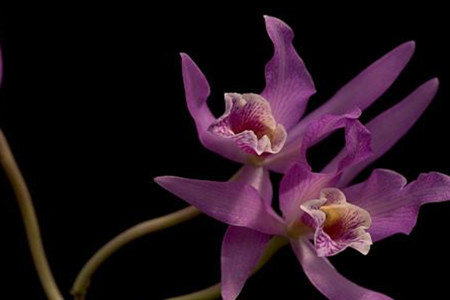 梅兰竹菊的象征意义是啥?