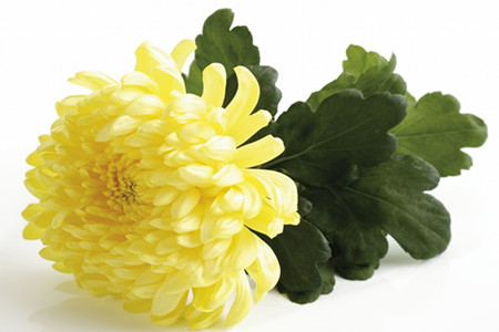 梅兰竹菊的象征意义是啥?