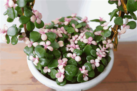 金边瑞香怎么养，怎么维持金边？