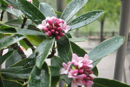 金边瑞香怎么养，怎么维持金边？