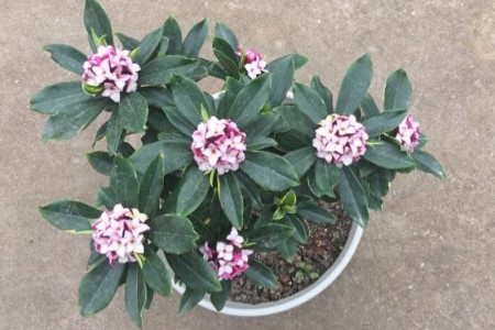 金边瑞香怎么养，怎么维持金边？