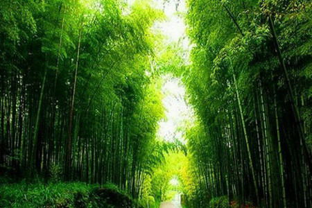 梅兰竹菊的象征意义是啥?