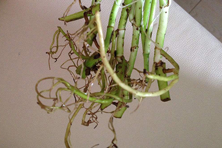 水培绿萝根太多解决办法，要修剪吗？