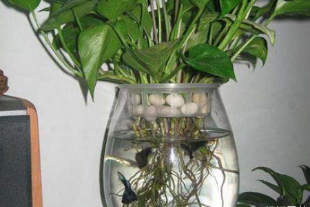 水培绿萝根太多解决办法，要修剪吗？