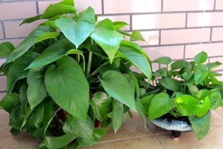 绿萝爆盆后解决办法，要分盆么？