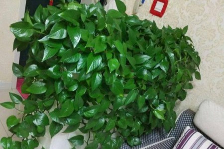 绿萝爆盆后解决办法，要分盆么？