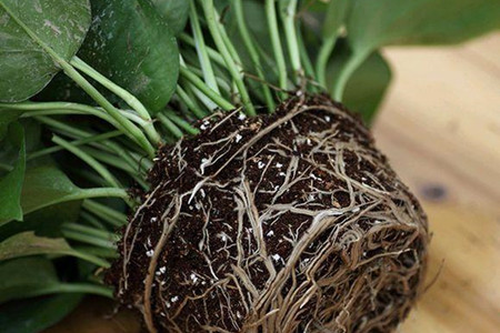 绿萝爆盆后解决办法，要分盆么？