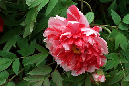 牡丹花籽怎么种植（盆栽办法）