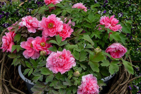 牡丹什么时候开花（开花后怎么修剪）