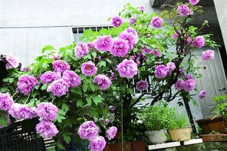 牡丹什么时候开花（开花后怎么修剪）