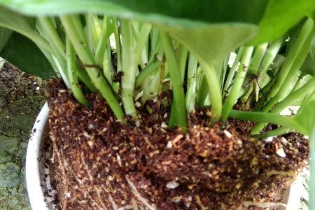 绿萝分盆办法(技巧和图解)