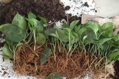 绿萝分盆办法(技巧和图解)