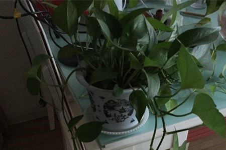 绿萝分盆办法(技巧和图解)