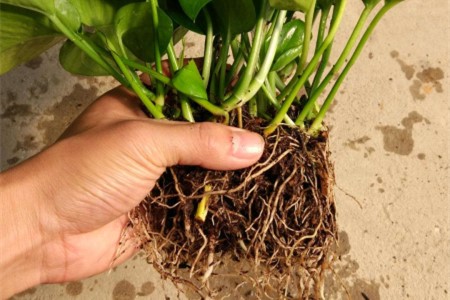 想让水培绿萝长得好，修剪分盆不可以少！