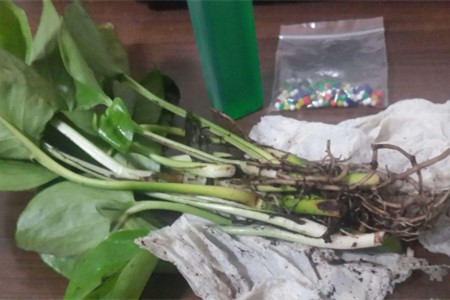 想让水培绿萝长得好，修剪分盆不可以少！