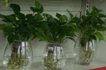 想让水培绿萝长得好，修剪分盆不可以少！