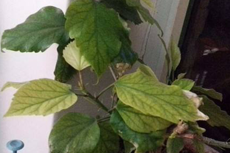 扶桑叶子蔫了怎么挽救