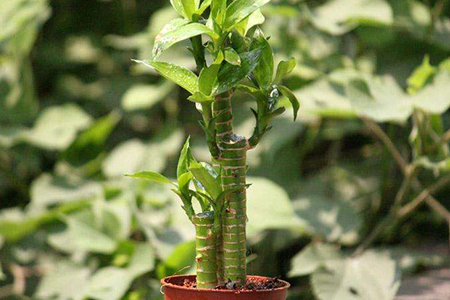 莲花竹叶片发黄是啥原因