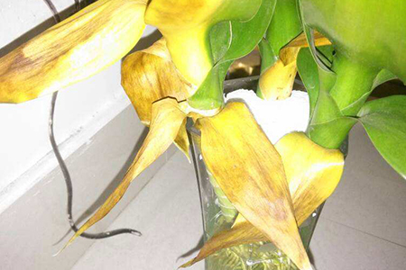 莲花竹叶片发黄是啥原因